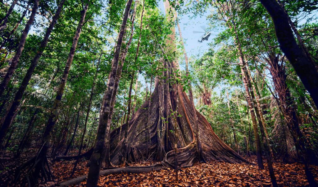 image of a big tree in the forest with a helicopter in the sky